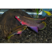 Pelvicachromis Taeniatus Nigeria red 5,5-6cm